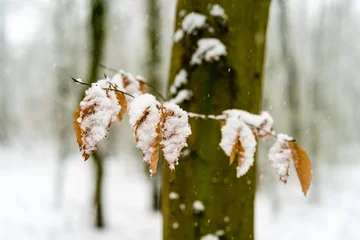 Foto auf Alu-Dibond Snow covered leaves in a forest © henryopzolder