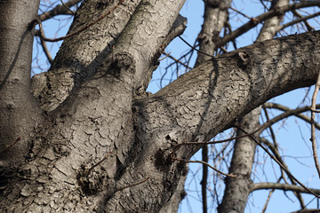 Treetop of bare trees from low perspective