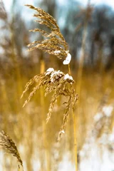 Foto auf Alu-Dibond Single Reed plume with snow © henryopzolder