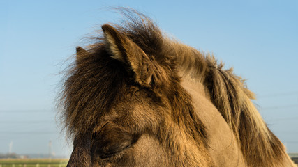 Dozing Icelandic horse