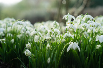 flowerbed covered with snodrops