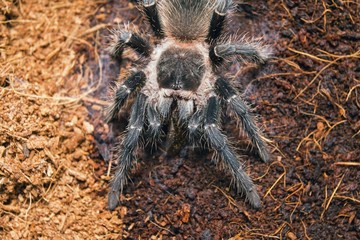 Dangerous tarantula spider in a special terrarium. Macro shot.