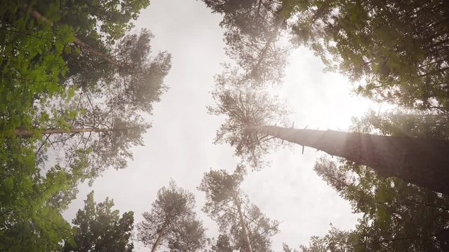Tall Pine Trees Reaching Skyward in a Wilderness Area