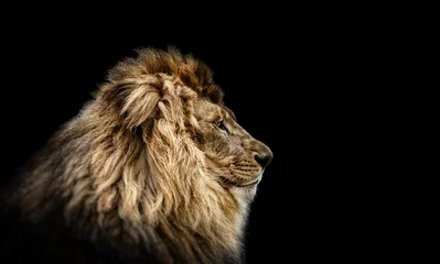 Crédence de cuisine en verre imprimé Lion Portrait d& 39 un beau lion