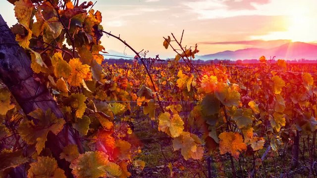 Alsace, France. Landscape with red sunset over autumn vineyards. Timelapse