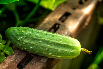 Macro shot of a freshly picked ripe cucumber in a greenhouse a sunny summer day
