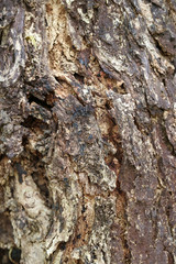 Closed up Texture of the Rough Tree Trunk, Pattern, Background, Vertical Picture 