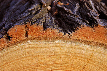 Cut Wood Detail