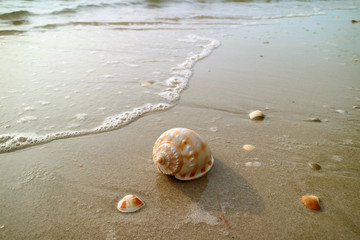 Scotch Bonnet Seashell with another small seashells on the beach approaching by wave bubbles, Thailand