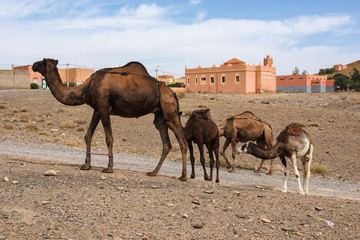 Marokko - Fahrt von Midelt nach Erfoud