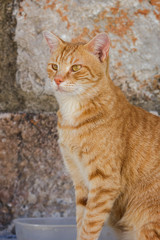 Close-up of a domestic cat looking at something in front of an old stone wall.