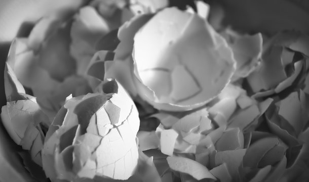 Eggshell pieces in shadow