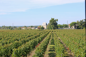 Fototapeta na wymiar Vineyard in Bordeaux