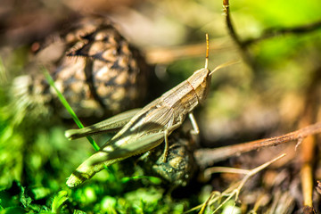 Macro shot of grasshopper, caught while picking mushrooms and cranberries in forest in early autumn. Bugs and insects are hiding in warm green, thick, wet moss layer and grass. Last sunny summer days.
