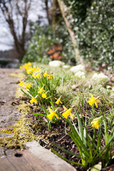 Spring has arrived Daffodils in bloom