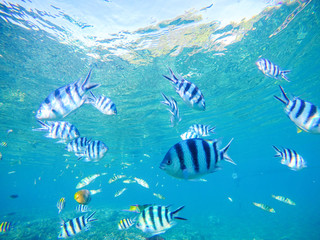 Naklejka na ściany i meble Underwater sea view with dascillus tropical fish in blue water.