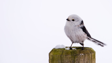 Long-tailed tit on the pole