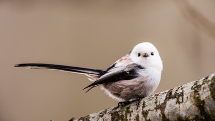Loong tailed © tobyphotos