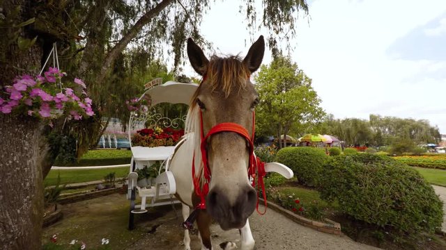 Horse and carriage await passengers at Flower Garden Park in Dalat, Vietnam