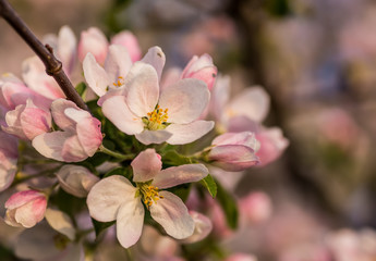 Naklejka na ściany i meble Blossom tree over nature background/ Spring flowers/Spring Background