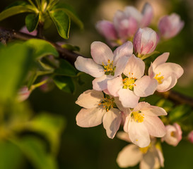 Blossom tree over nature background/ Spring flowers/Spring Background