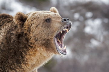 Fototapeta na wymiar Roaring Grizzly Bear