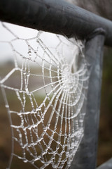 Frozen Web on Gate