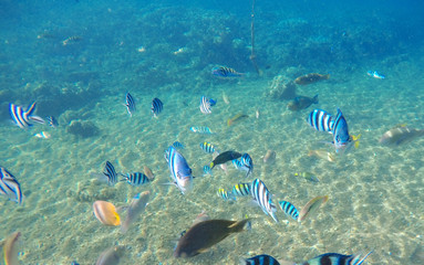 Fototapeta na wymiar Tropical fish Dascillus by sand sea bottom. Tropical seashore life
