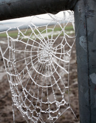 Frozen Spider Web on Gate