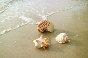 Beautiful three types of natural seashells on the beach with bubbles of sea wave, Thailand 