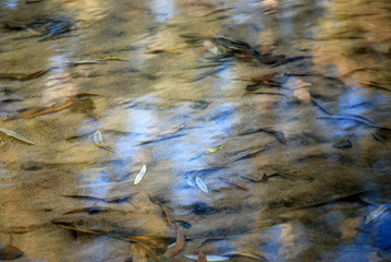 TEXTURA AGUA DE UN RÍO