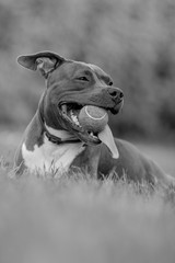 staffordshire terrier