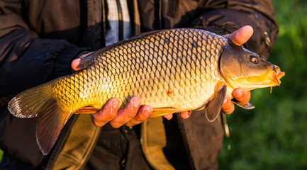 Happy angler with carp fishing trophy