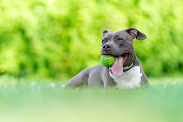 staffordshire terrier