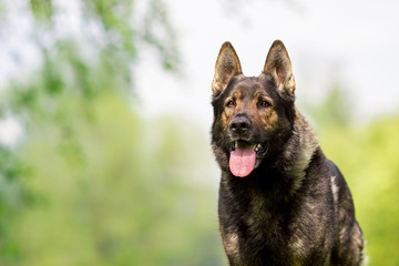 german shepherd