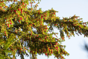 Fototapeta premium Yew tree (Taxus baccata) with red berries.