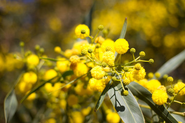 Yellow ball of mimosa flowers. Woman s day, 8 march