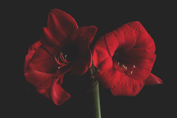 Amaryllis e becco