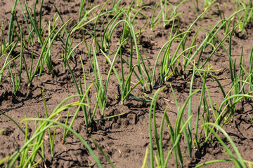 Growing onion blured background