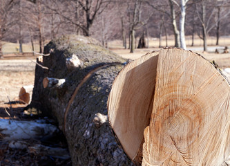 Fresh Cut Log