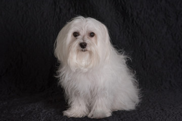 Maltese