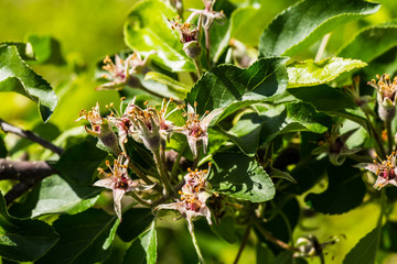 Flowers of the apple tree in spring