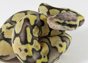Close up of a  baby yellow and black coloured Royal / Ball Python  against a white background
