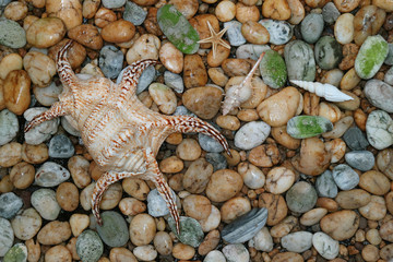 Natural Lambis Chiagra Spider Shell with another small seashells scattered on the pebble stones ground 