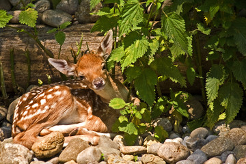 Fawn resting and peeking from under the protection of the bush.