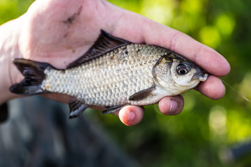 Crucian carp in fisherman's hands, sunset soft light