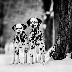 dalmatian