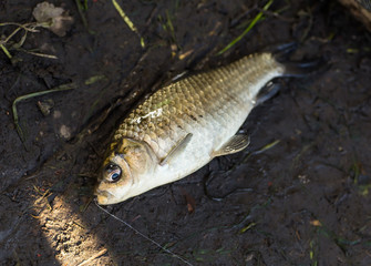 crucian on the grass