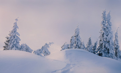 Magic fir trees covered by snow in mountains