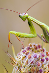 Mantis
